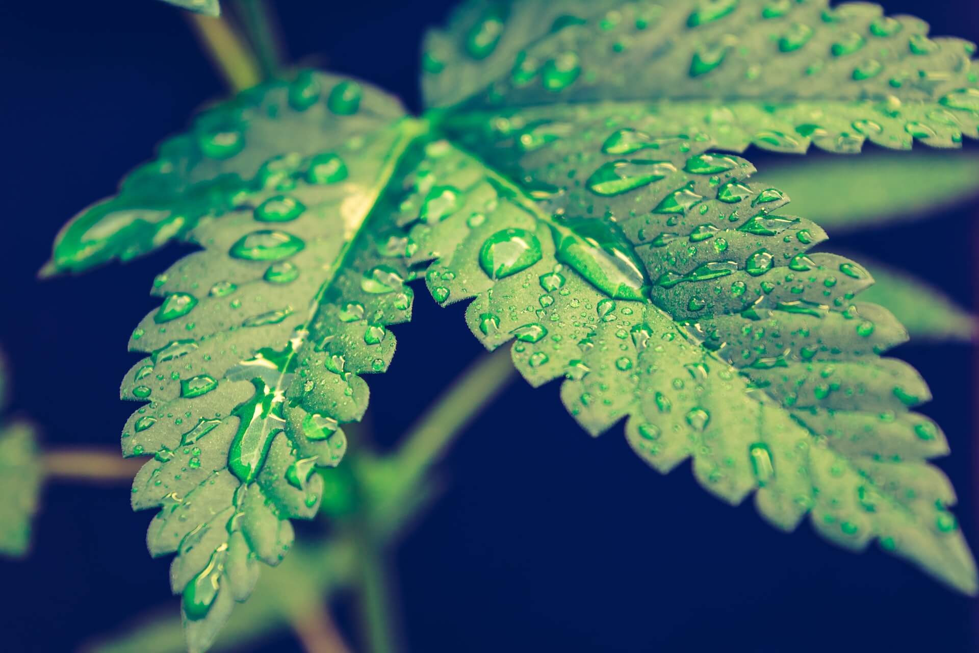 esteban-lopez-nKIsrqvC4wM-unsplash (1)