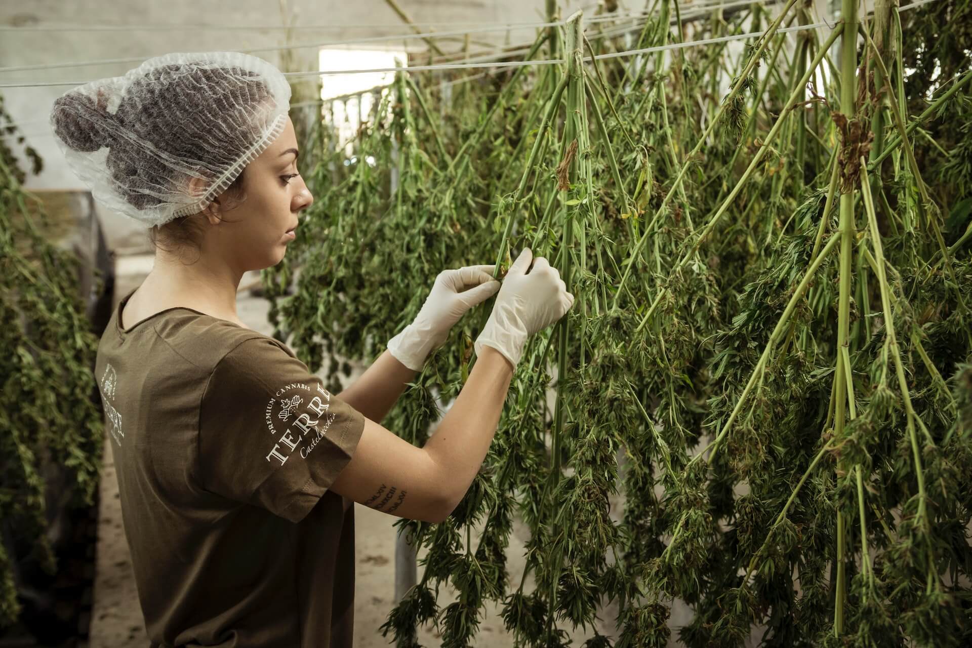 terre-di-cannabis-FIOiHwB71_k-unsplash (1)