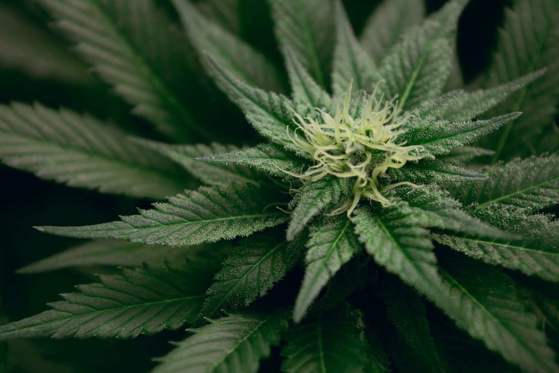 esteban-lopez-cQtAjvP6hUQ-unsplash (1)